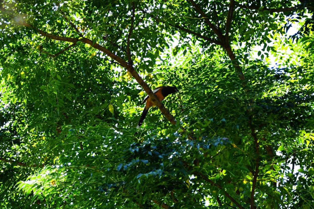 Shanta Ghar A Rustic Guesthouse Chitwan Εξωτερικό φωτογραφία
